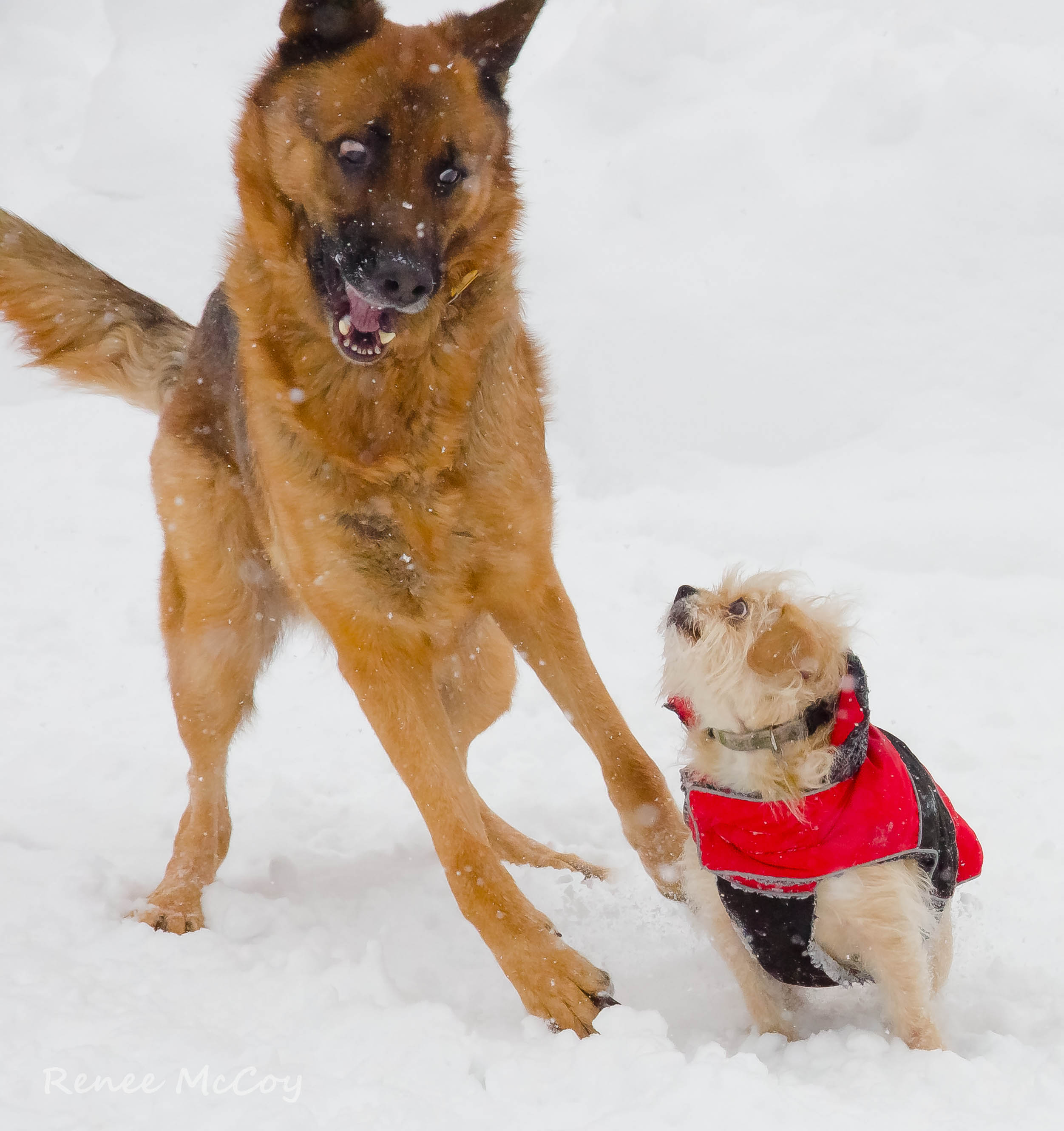 If you ask me one more time about your new coat! | Shutterbug